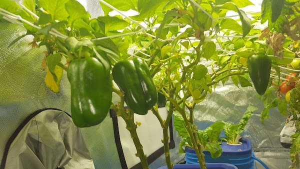 Bell peppers