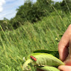 Red Milkweed Beetle