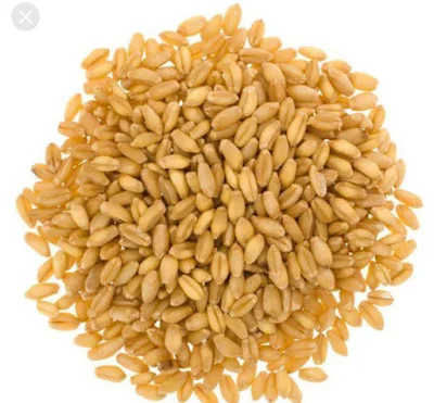 Mp Lokwan Wheat - 1 kg