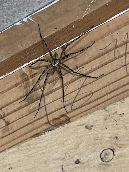 White Banded Fishing Spider