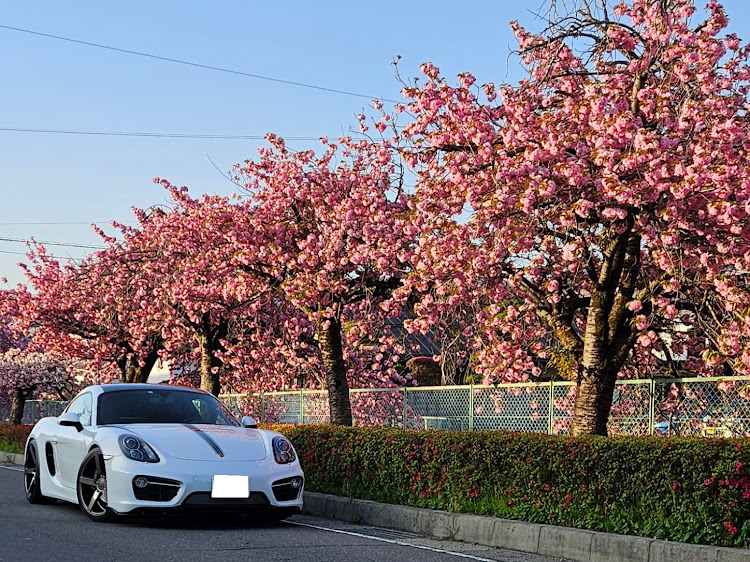 ケイマンの八重桜・岡谷市役所・カノラホールに関するカスタム事例の投稿画像1枚目
