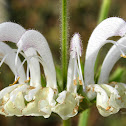 Silver Sage