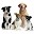 Cute Dog Stickerz Download on Windows