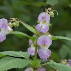 Himalayan Balsam