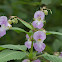 Himalayan Balsam