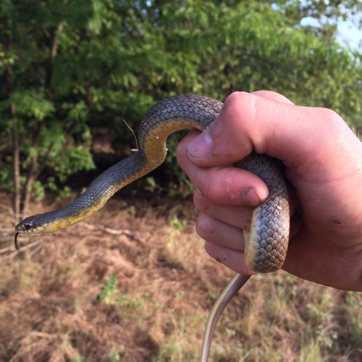 Eastern yellow bellied racer