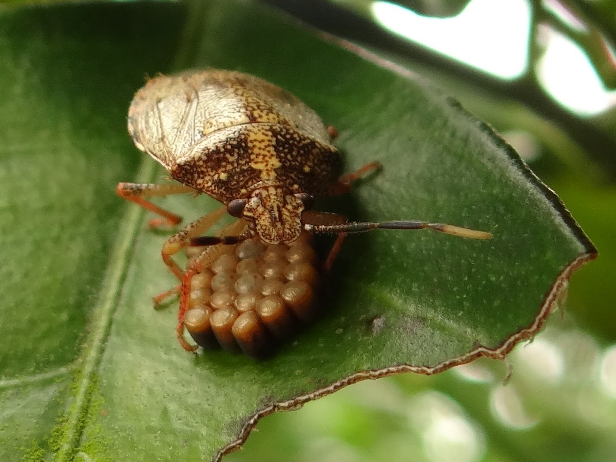 Stink Bug