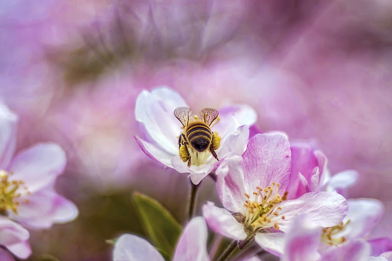 fioritura di primavera di Cinzia_torelli