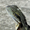 Eastern Water Dragon (juvenile)