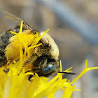 Mountain Carpenter Bee (male)