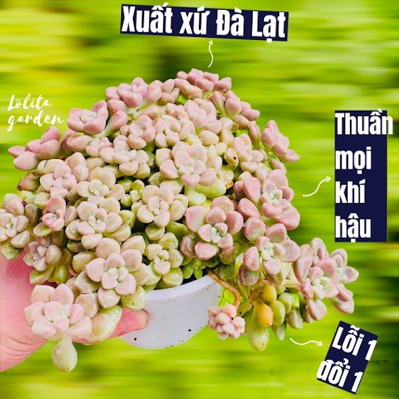 Sen Đá Kim Tuyến Đà Lạt Size Trung Bình Cây Cảnh Trang Trí Nhà Cửa Lolita Garden