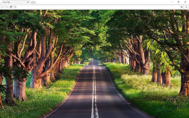 Forest Background New Tab