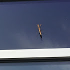 Brown Praying Mantis