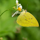 mottled emigrant