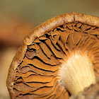 Cortinar Mushroom