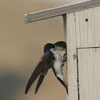 Tree Swallow (nesting box)