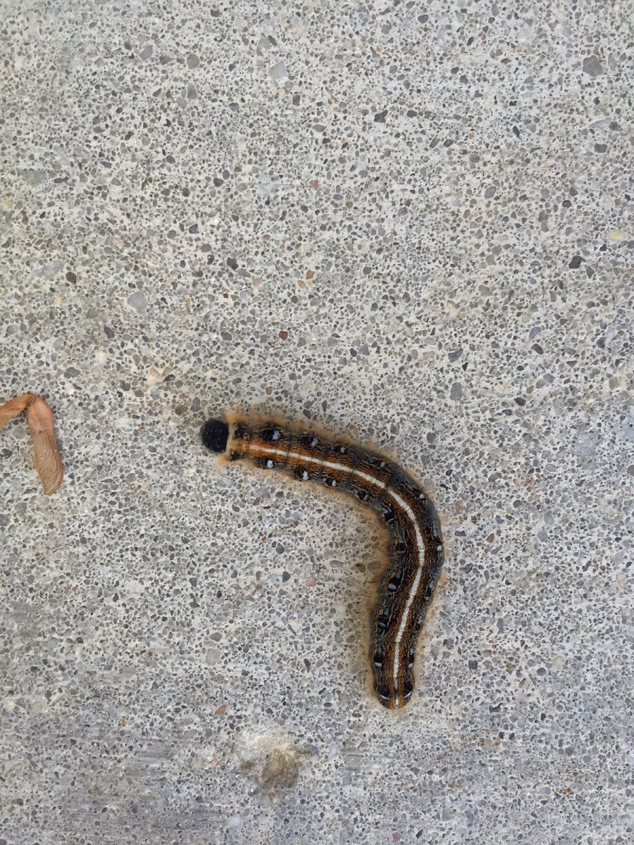 Eastern Tent Caterpillar