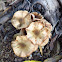 Honey Fungus?