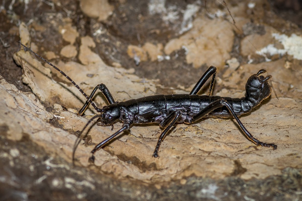 'Ututo' Stick Insect