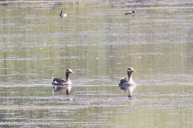 Greylag Goose