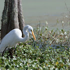 Great Egret