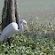 Great Egret