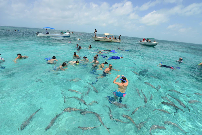 Snorkeling in Shark Alley, San Pedro, Belize.