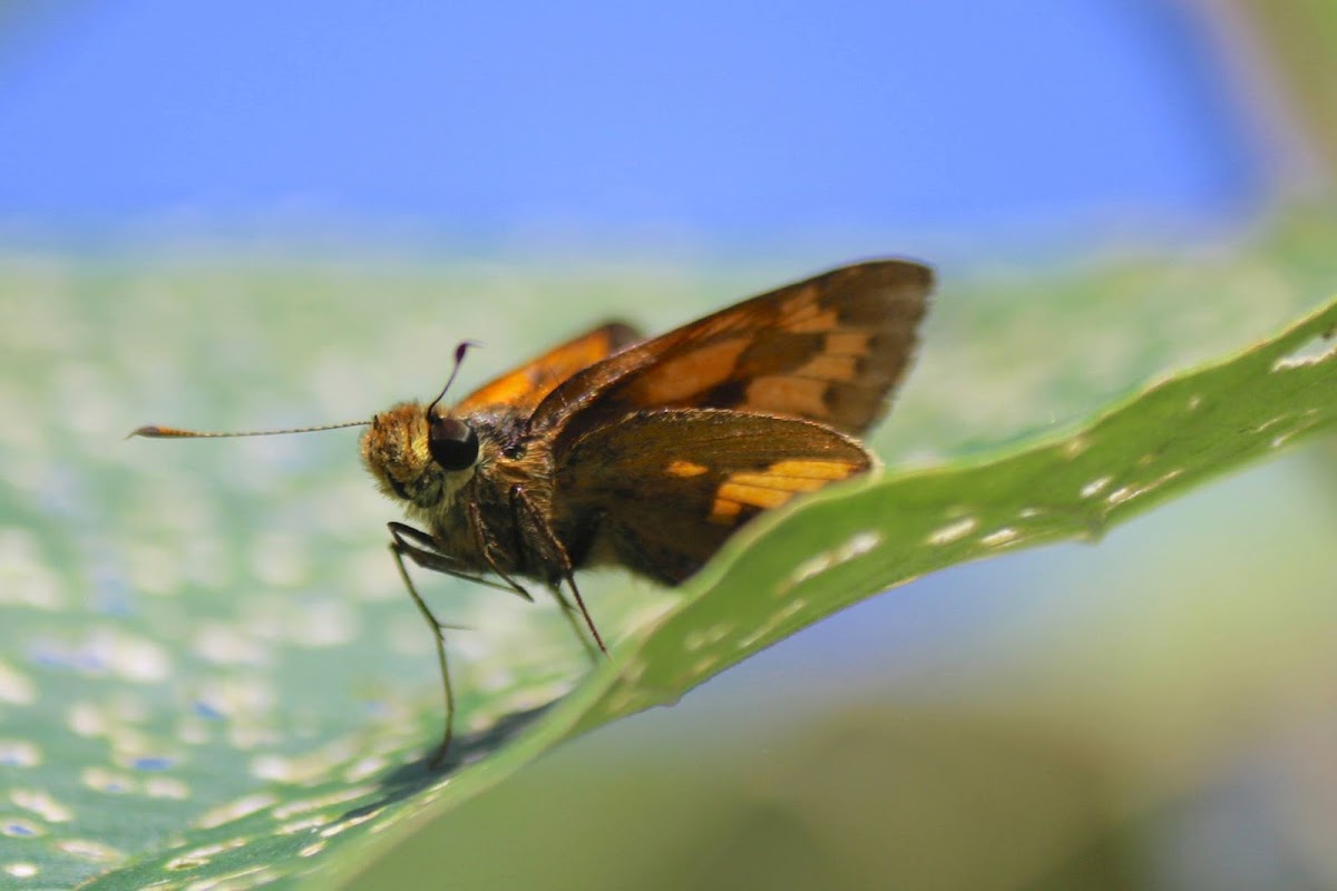 pale palm dart