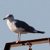 Lesser Black-backed Gull; Gaviota Sombria