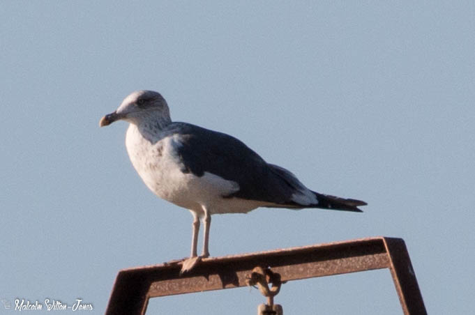 Lesser Black-backed Gull; Gaviota Sombria