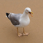 Gaviota patiamarilla (Yellow-legged gull)