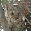 Bobcat