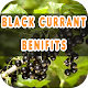 Download Black Currant Benefits For PC Windows and Mac 2.1.2