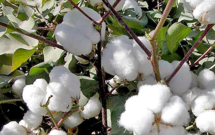 Bt cotton whose cultivation has been adopted in Kenya.