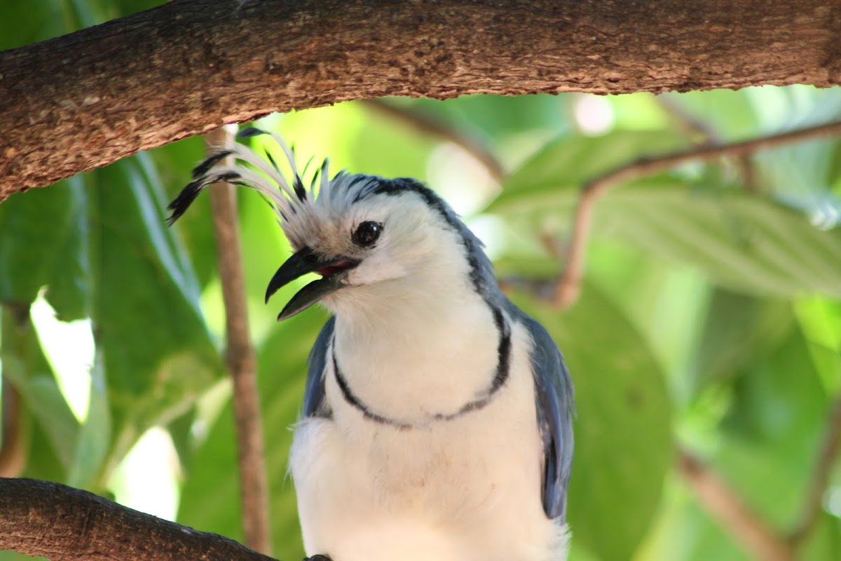 White-throated magpie-jay