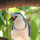 White-throated magpie-jay