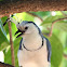 White-throated magpie-jay