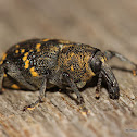 Large Pine Weevil