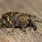 Large Pine Weevil