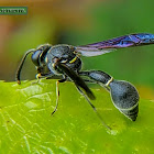 Potter Wasp.