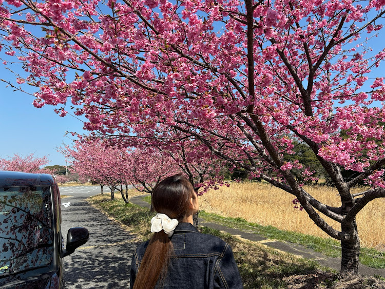 タントカスタムの春の風物詩と愛車・命日のお参り・河津桜とコラボに関するカスタム事例の投稿画像6枚目