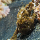 Juvenile Frogfish