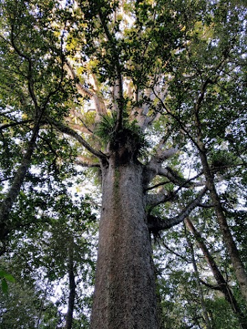 Trounson Kauri Park Northland Kauri trees