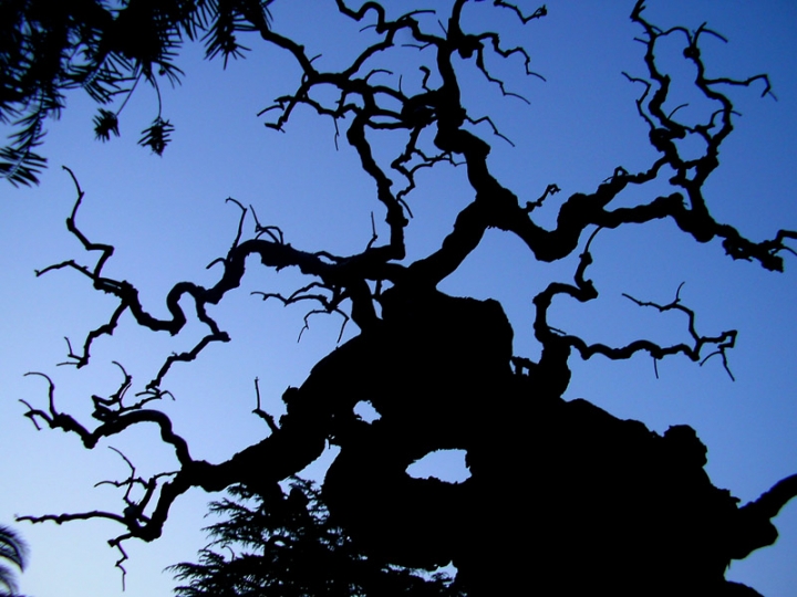 Se solo fossi un albero di Luana Pacìa