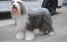 Bearded Collie Themes & New Tab small promo image