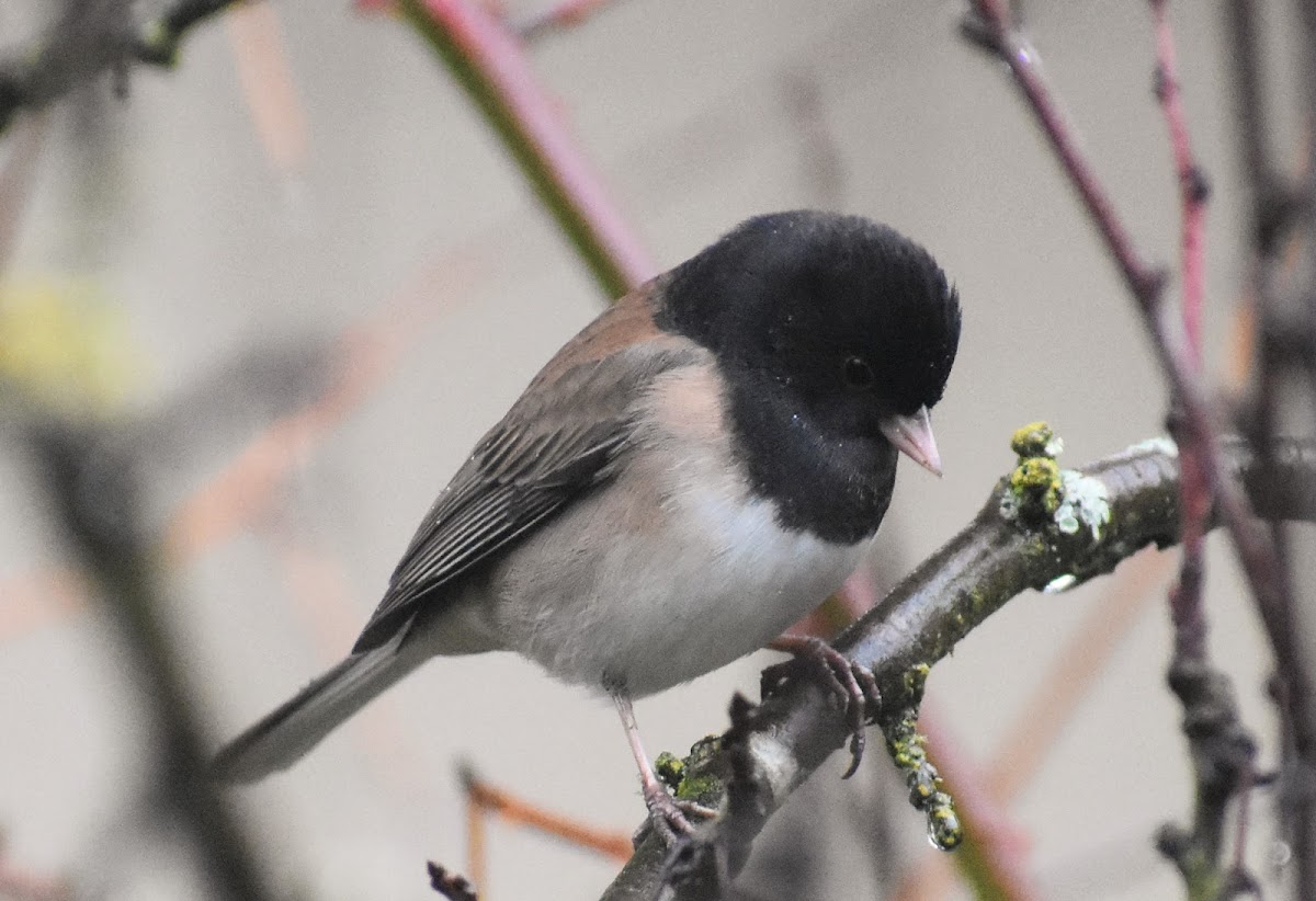 Dark-eyed junco