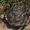 Texas tortoise