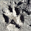 unknown mammal tracks