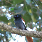 African Paradise Flycatcher