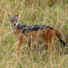 Chacal de lomo negro (Black-backed jackal)